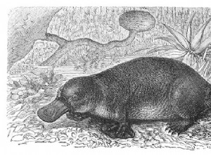 The platypus:the animal that has taken scientists aback 