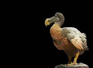 The dodo, from Mauritius to wonderland 