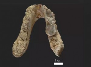 The Graecopithecus:A Common Ancestor Between Humans and Chimpanzees? 