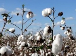 Cotton Cycle in Brazil 